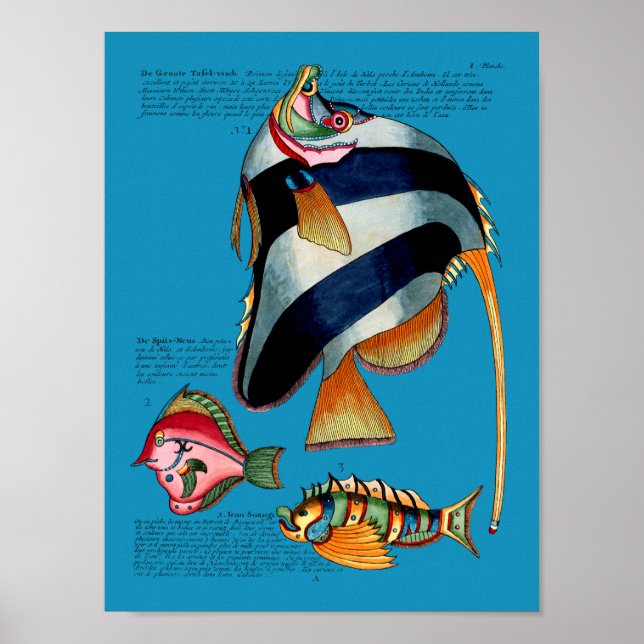 Poster Poisson-ange sur un arrière - plan (Devant)