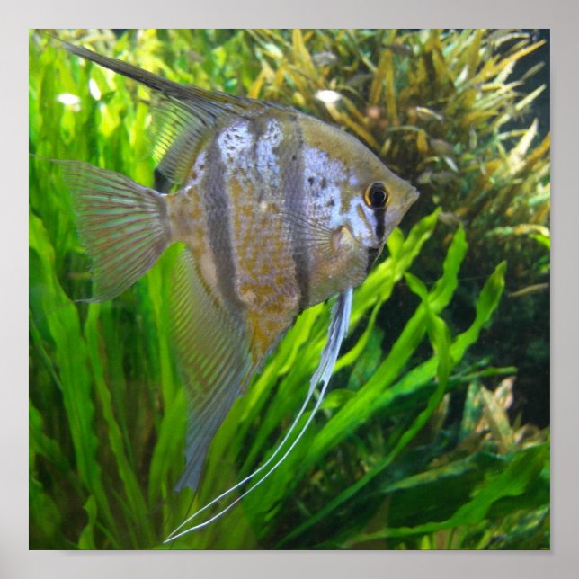 Poster Poisson Angel (Devant)