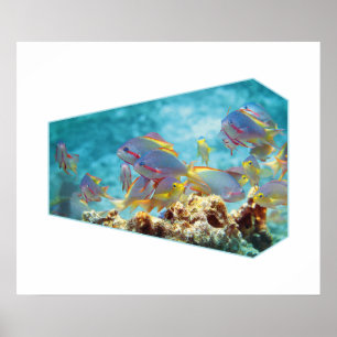 Poster Poisson Anthias à la barrière de corail - Design p