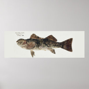 Poster Poisson antique aplodactylus arctidens