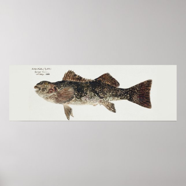 Poster Poisson antique aplodactylus arctidens (Devant)