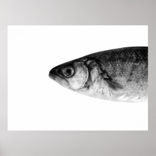 Poster Poisson, art