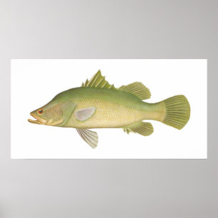 Poster Poisson - Barramundi - Lates calcarifer