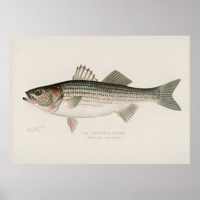 Poster Poisson basse rayé Art vintage (Devant)