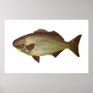 Poster Poisson - Batteur - Kyphosus sydneyanus