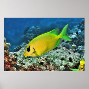 Poster Poisson-bécasse jaune