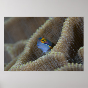 Poster poisson blennie (Blenniidae) sortant sa tête