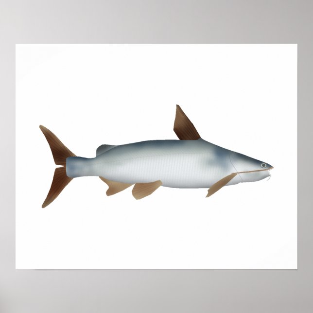 Poster Poisson-chat soldat (Devant)