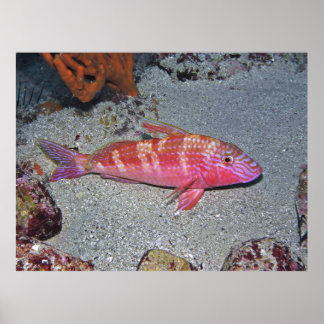 Poster Poisson chèvre