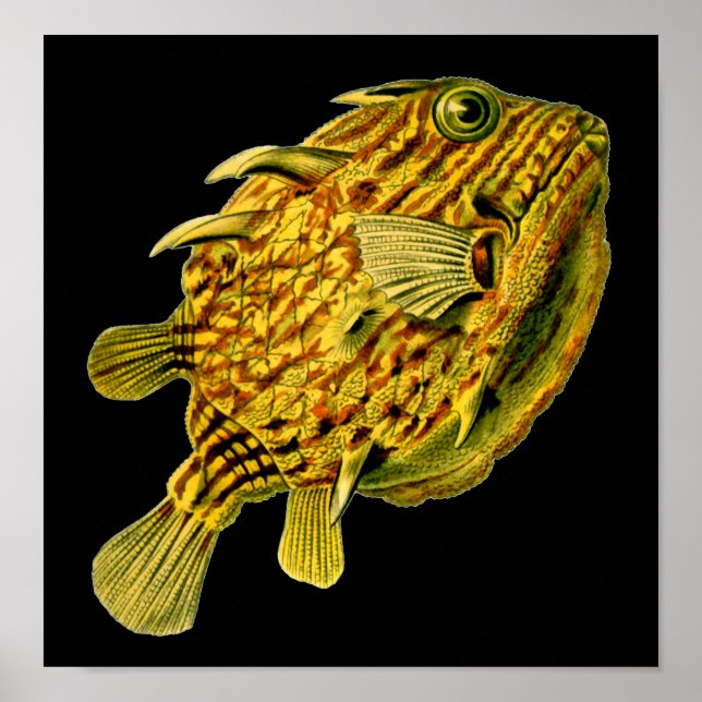 Poster Poisson-chien rayé Ernst Haeckel Art raffiné (Devant)