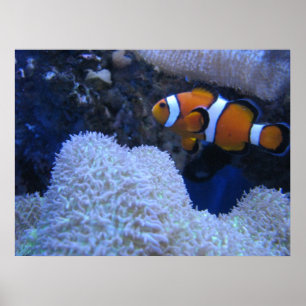 Poster Poisson clown