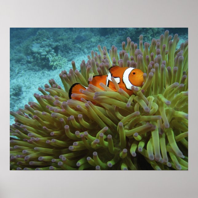 Poster Poisson clown ( Amphiprion ocellaris ) (Devant)