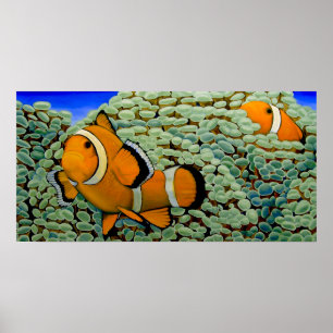 Poster Poisson-clown dans le corail à spawn