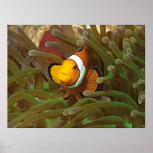 Poster Poisson clown en anémone vert. Coralreef Raja Ampa