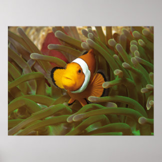 Poster Poisson clown en anémone vert. Coralreef Raja Ampa