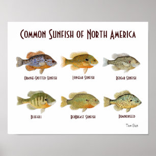 Poster Poisson commun de l'Amérique du Nord.