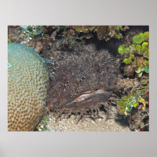 Poster Poisson-crapaud avec crevettes sur le visage