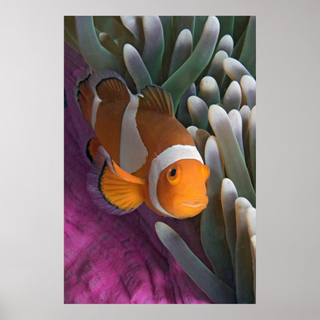 Poster Poisson d'anémone clown occidental (Devant)