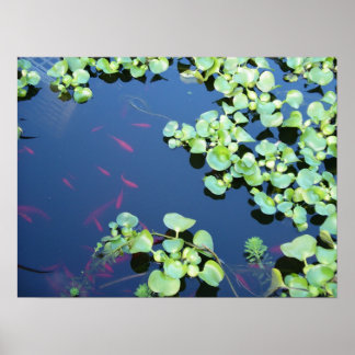Poster poisson dans l'eau