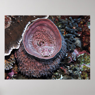 Poster Poisson dans un baril