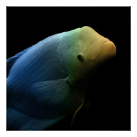 Poisson dans un réservoir - Photographie d'art