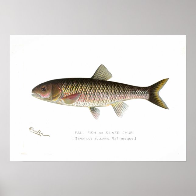 Poster Poisson d'automne ou bouillie d'argent (Devant)