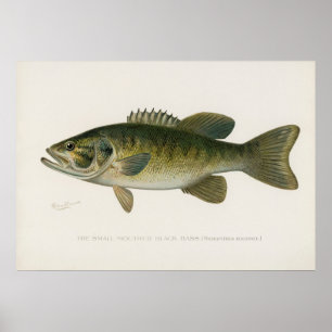 Poster Poisson de basse noir à petite bouche Art vintage