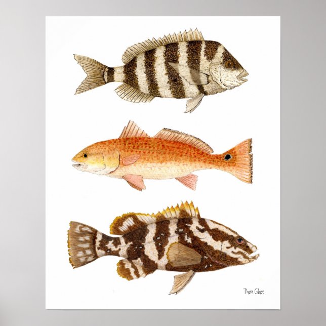 Poster Poisson de gibier d'eau salée (Devant)