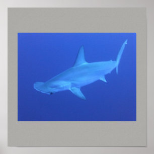 Poster Poisson de requin à marteau nager gris gris gris g