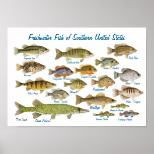 Poster Poisson d'eau douce du sud des États-Unis