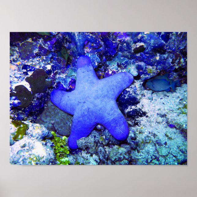 Poster Poisson D'Épée Bleu Tropical Reposé Sur Le Corail  (Devant)