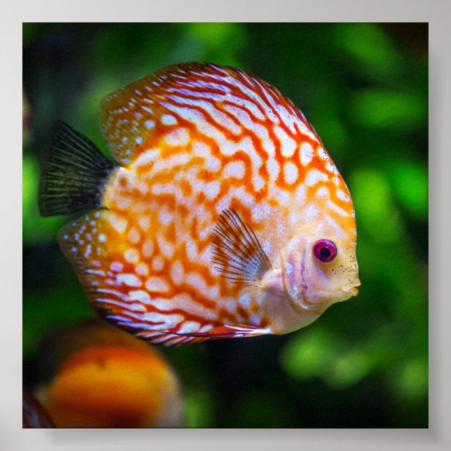 Poster Poisson discus d'eau douce (Devant)