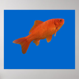 Poster Poisson d'or