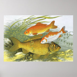 Poster Poisson d'or aquatique vintage Poisson Koi, Vie ma