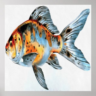 Poster Poisson d'or bleu et orange Shubunkin