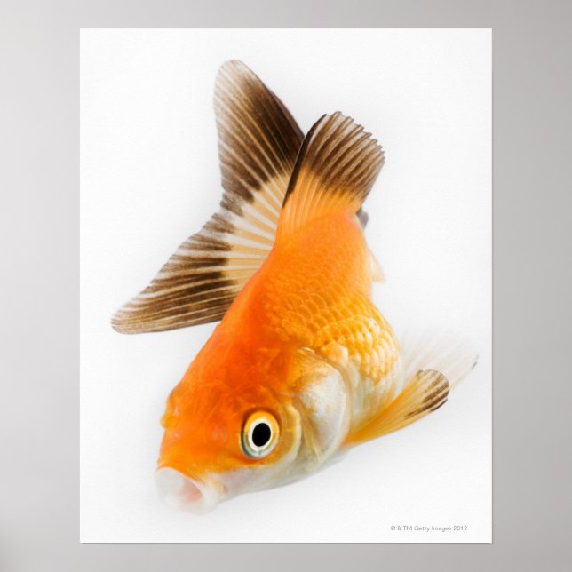 Poster Poisson d'or (Carassius auratus) (Devant)