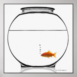 Poster Poisson d'or dans un bol