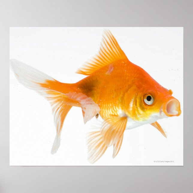 Poster Poisson d'or sur arrière - plan blanc (Devant)