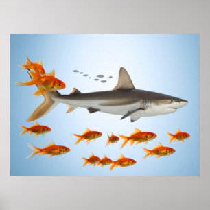 Poster Poisson Doré et Requin