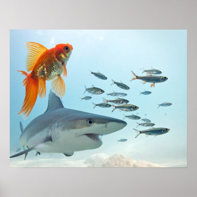 Poster Poisson Doré et Requin (Devant)