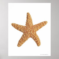 Poisson étoilé isolé sur blanc
