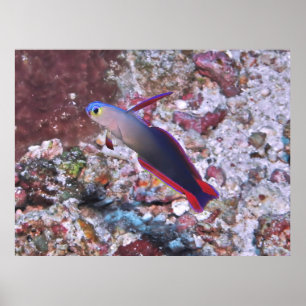 Poster Poisson foncé décoré