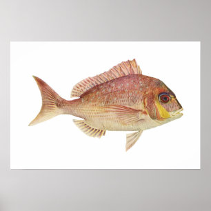 Poster Poisson - Frame rouge - Chryosophrys guttuatus