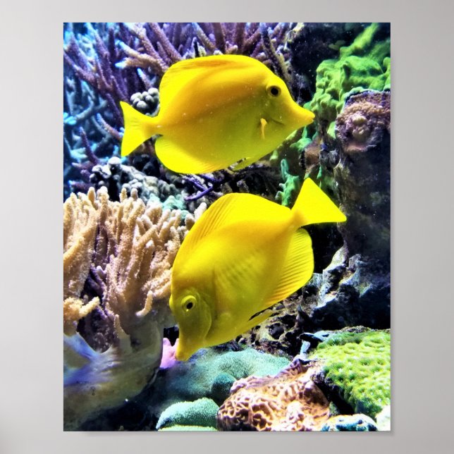 Poster Poisson Hawaïen jaune Tang (Devant)