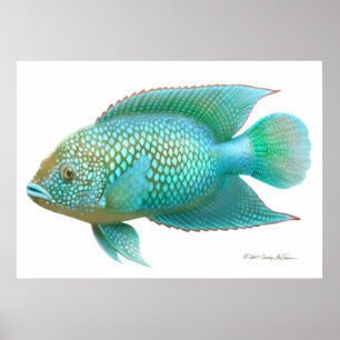 Poster Poisson Jack Dempsey Cichlid Imprimer