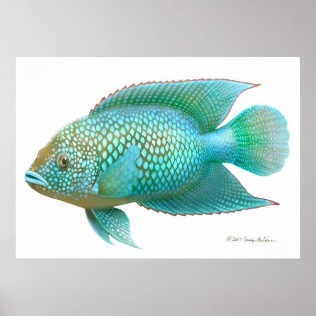 Poster Poisson Jack Dempsey Cichlid Imprimer (Devant)
