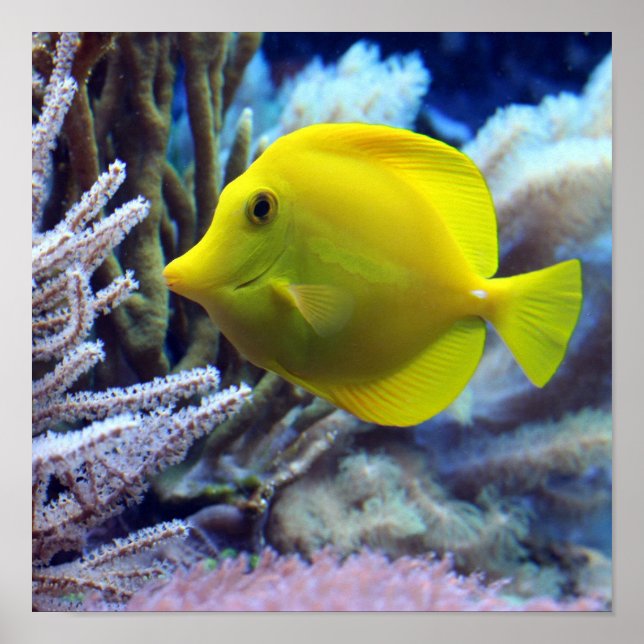 Poster Poisson jaune (Devant)