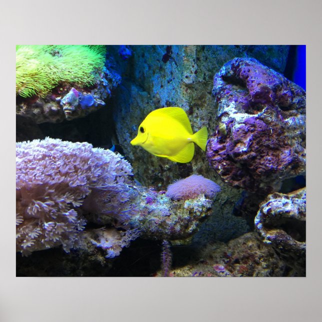 Poster Poisson jaune (Devant)