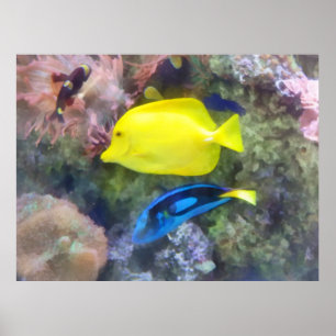 Poster Poisson jaune et bleu Tang