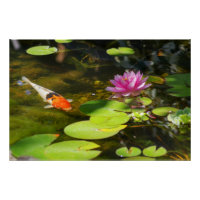 Poisson Koi dans l'étang Lily de l'eau
